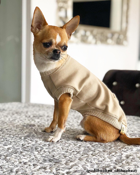Beżowa bluzeczka dla psa | Golden Glam