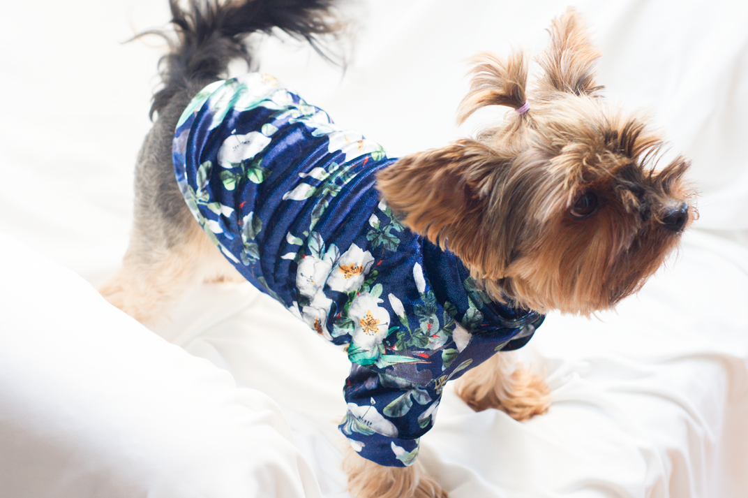 Welurowa bluza dla psa | Blue Flowers