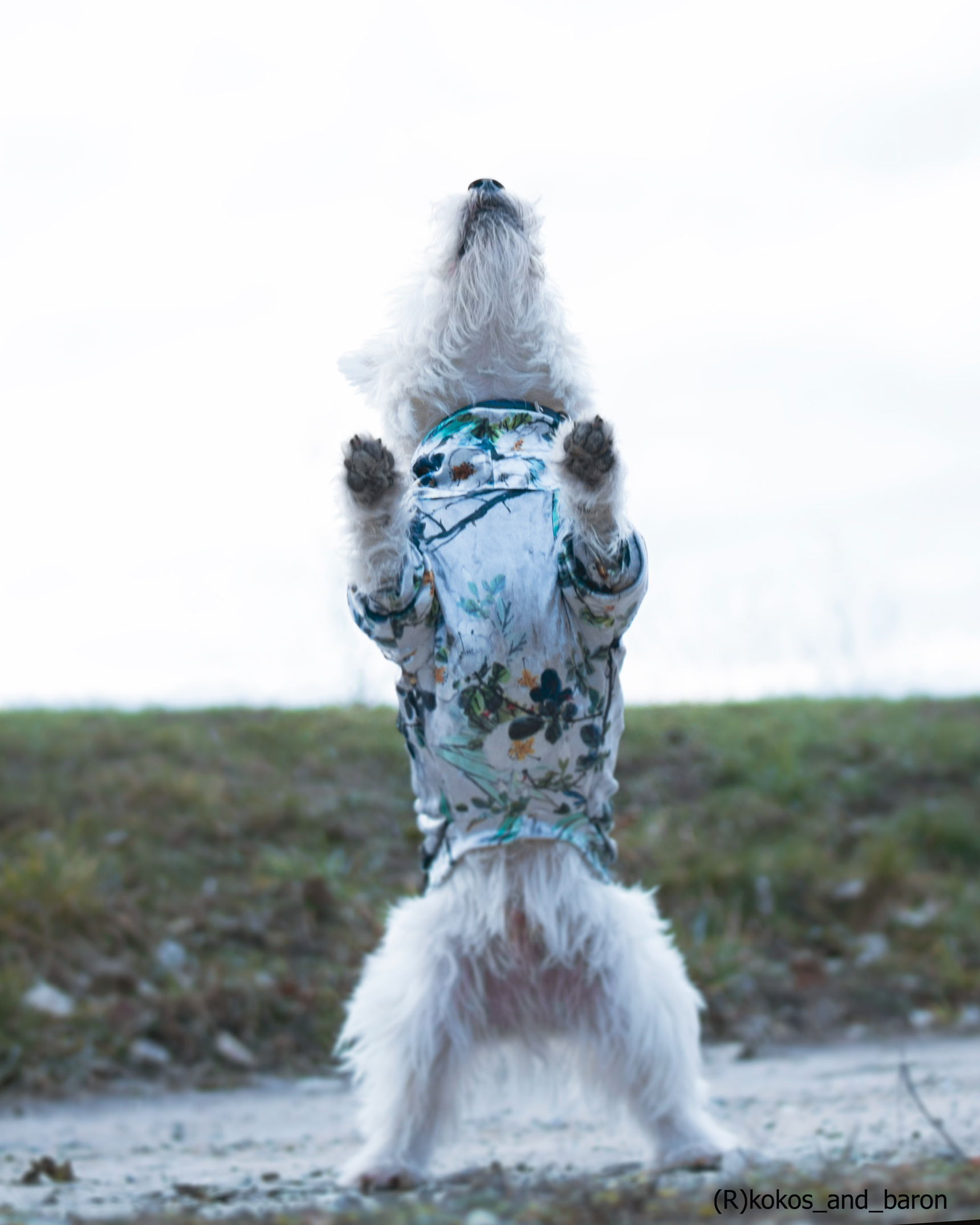 Welurowa bluza dla psa |  Silver Flowers zdjęcie 10