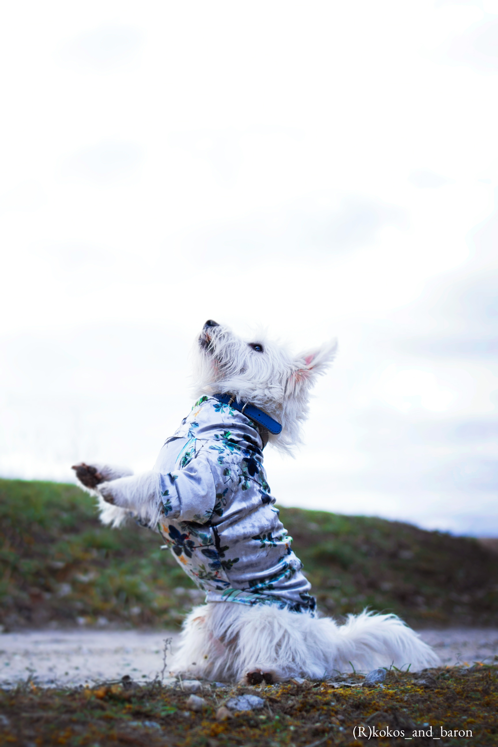 Welurowa bluza dla psa |  Silver Flowers zdjęcie 4