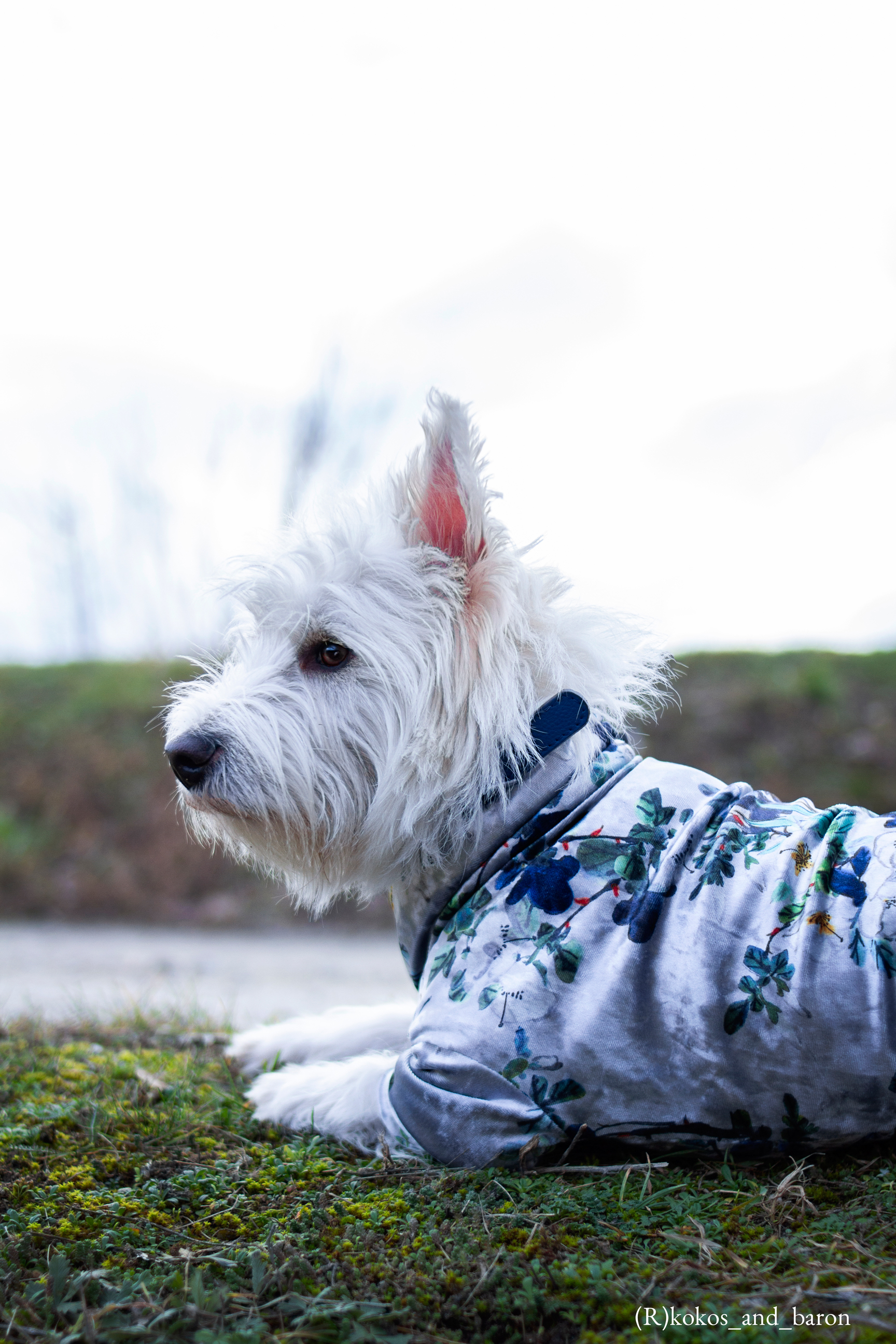 Welurowa bluza dla psa |  Silver Flowers