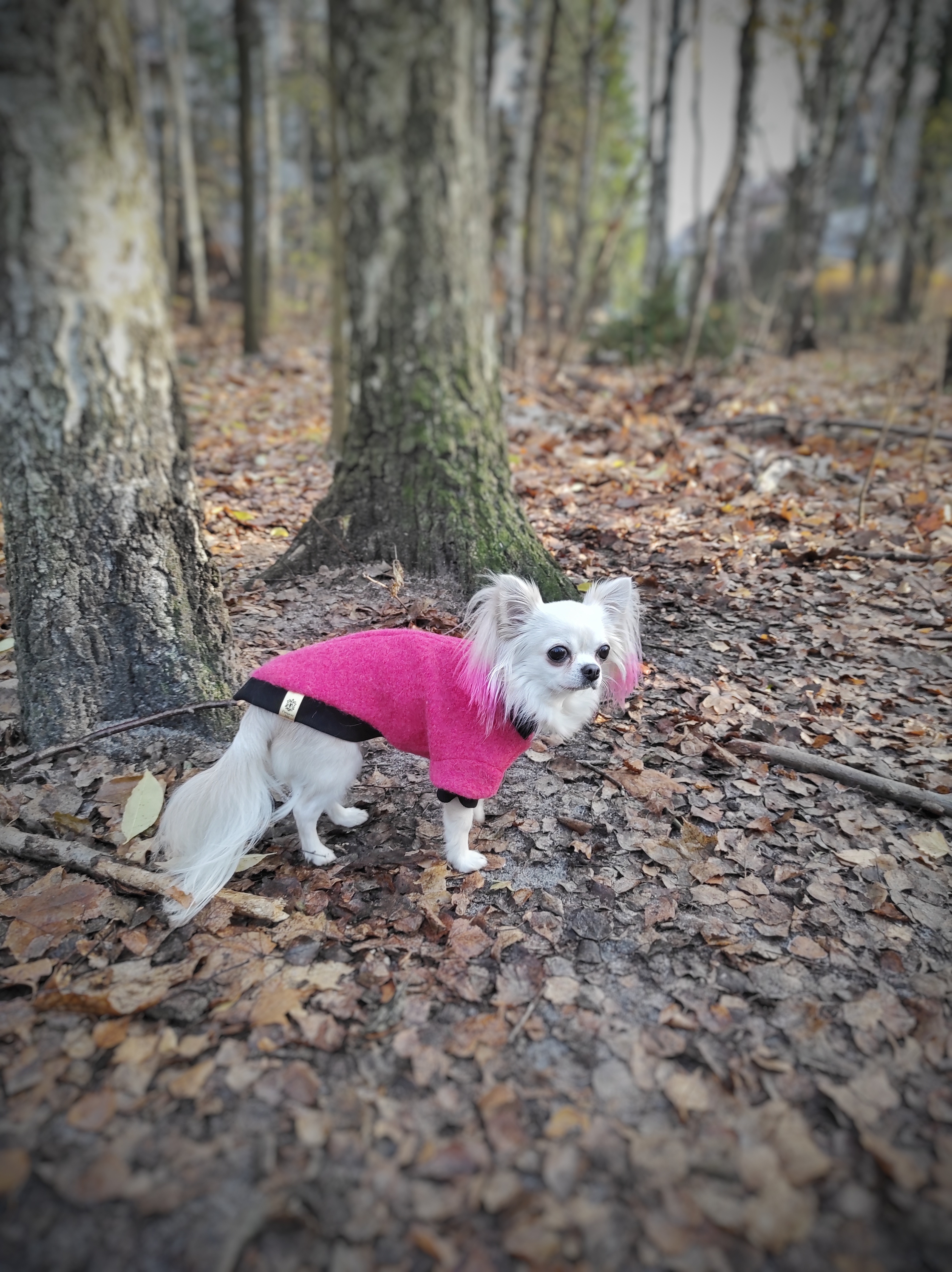 Różowa kurtka dla Psa | Woolly! Bubble Gum zdjęcie 2