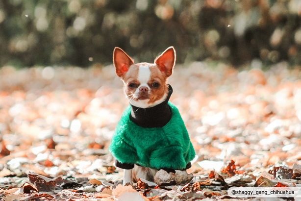 Zielone futerko dla Psa |  Furry Spring