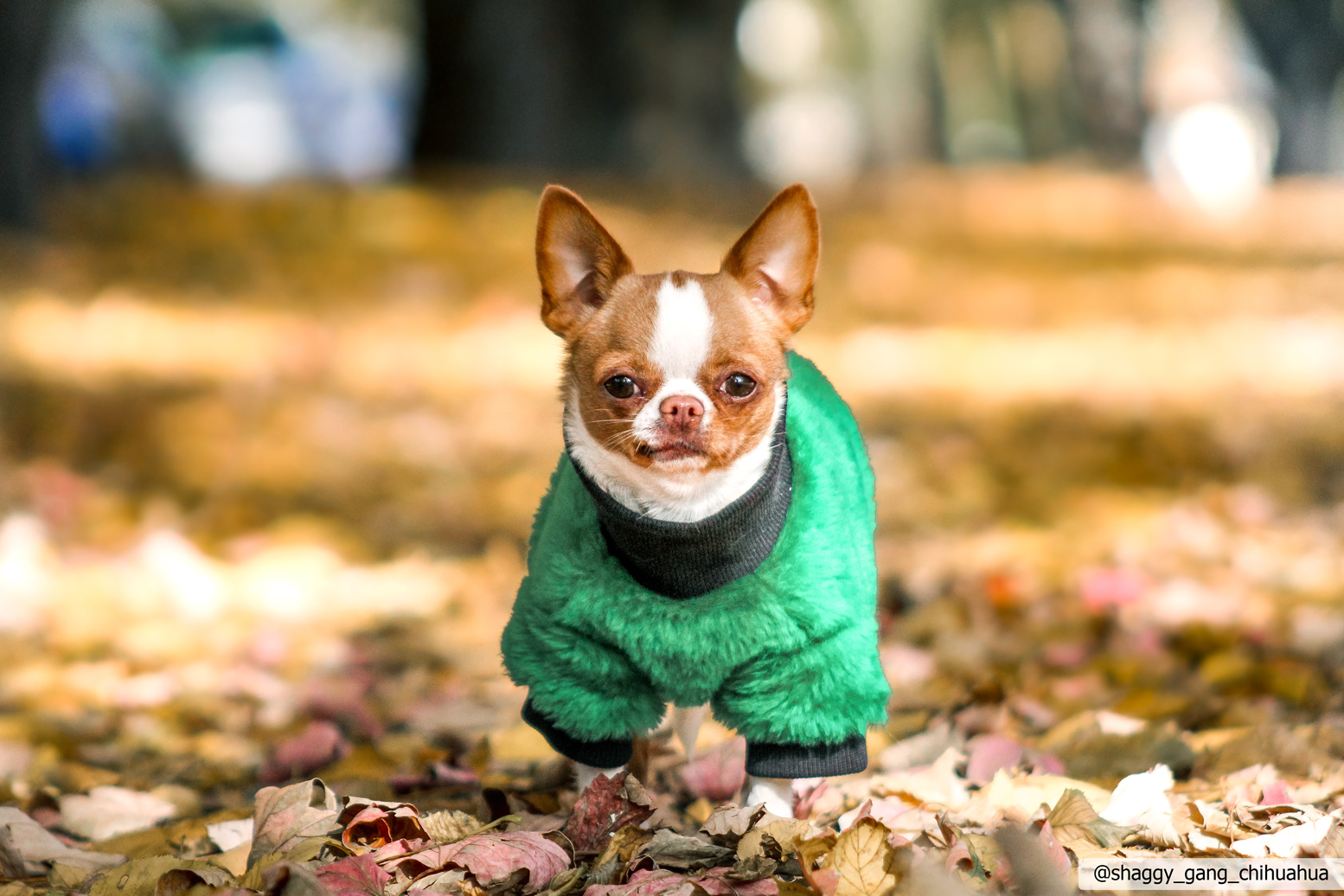 Zielone futerko dla Psa |  Furry Spring zdjęcie 8