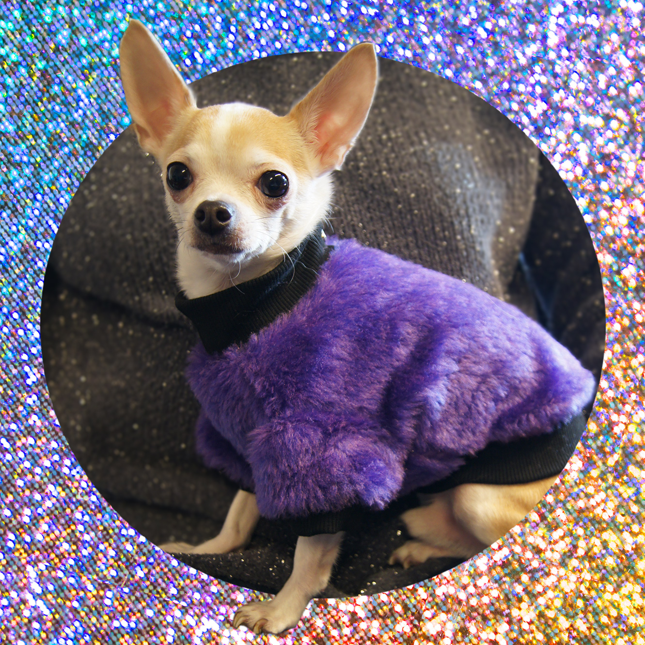 Fioletowe futerko dla psa |  Furry Violet zdjęcie 7