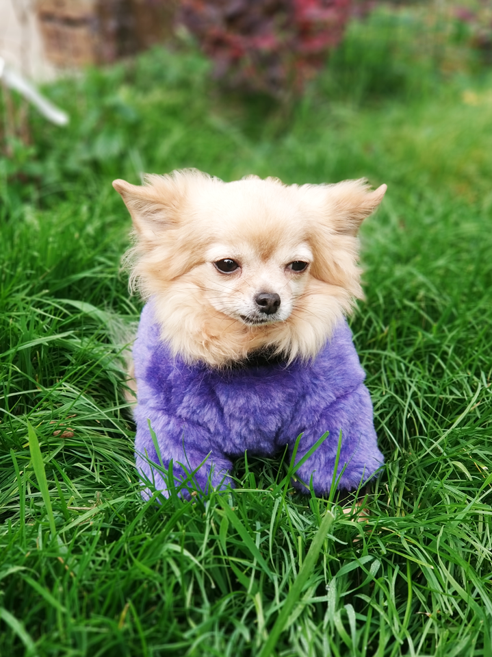 Fioletowe futerko dla psa |  Furry Violet zdjęcie 5