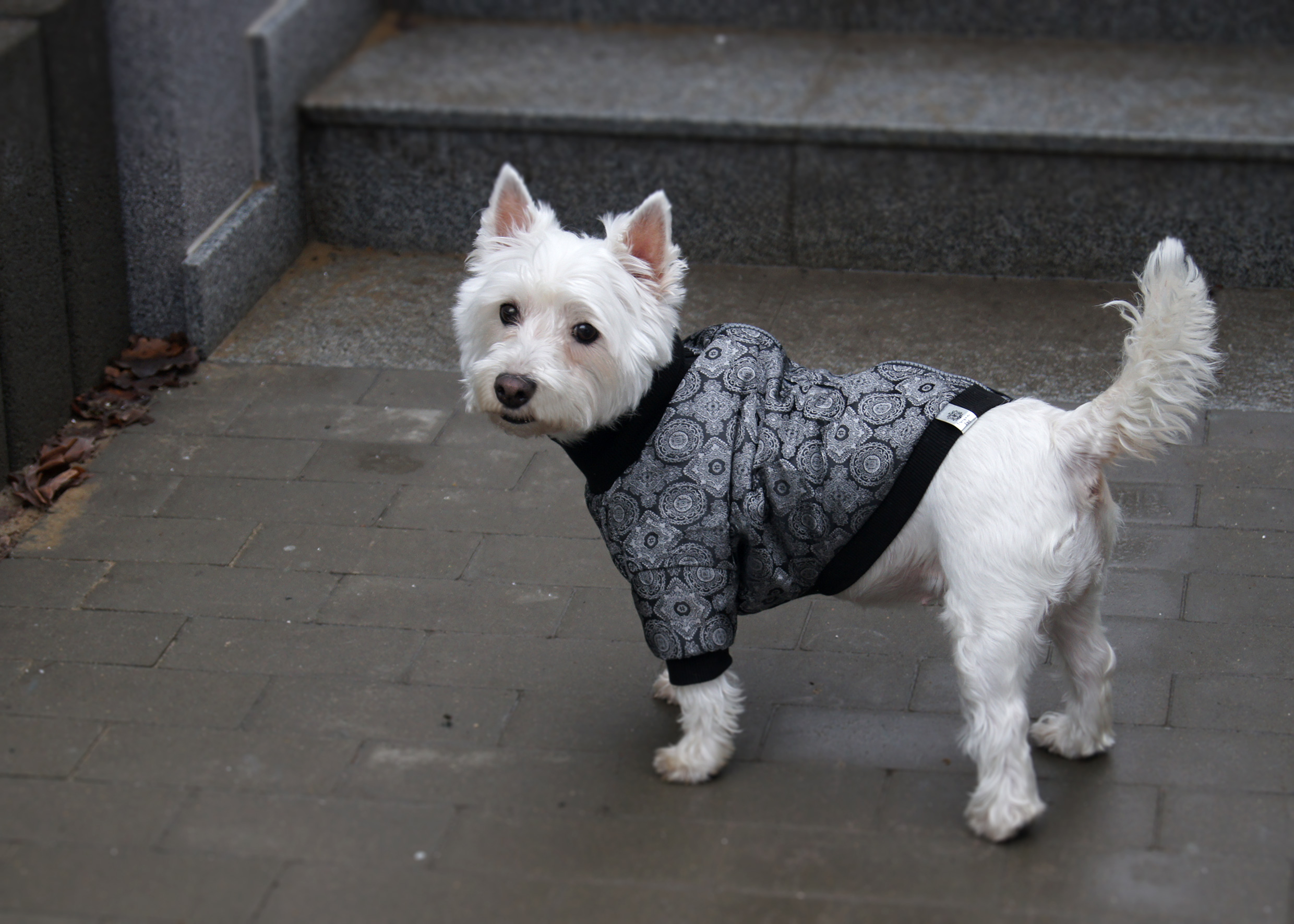 Szaro srebrna kurtka dla Psa | Woolly! Stone zdjęcie 7