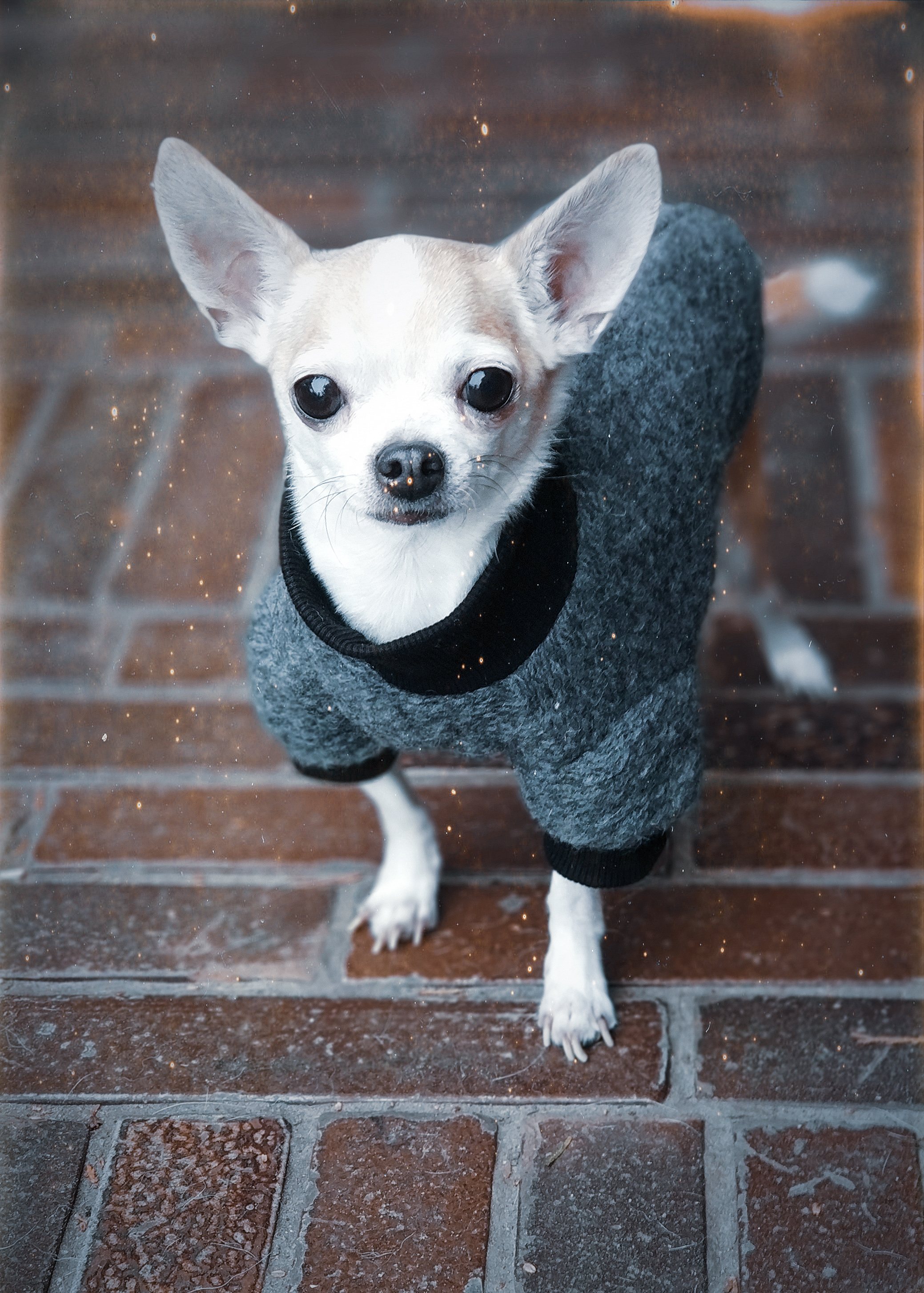Szaro srebrna kurtka dla Psa | Woolly! Stone zdjęcie 3