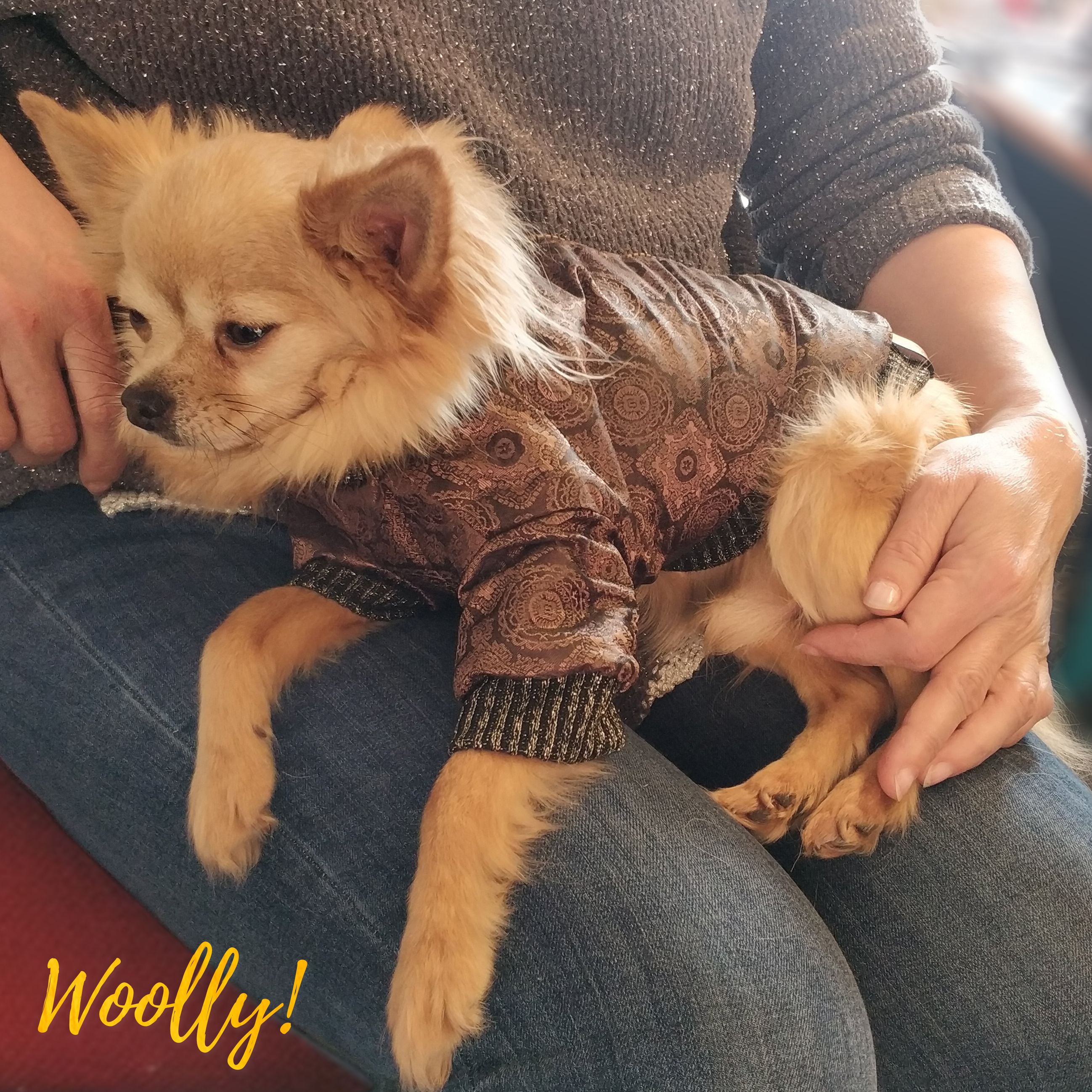 Złota kurtka dla Psa | Woolly! Sunny zdjęcie 6