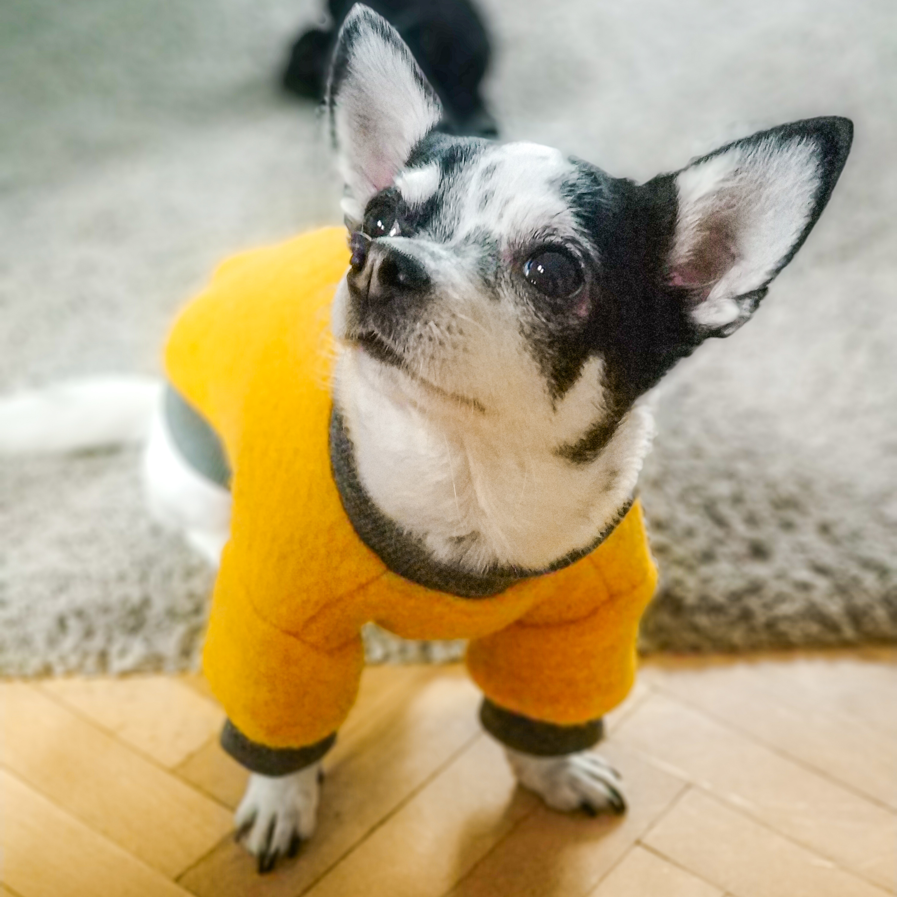 Złota kurtka dla Psa | Woolly! Sunny zdjęcie 7
