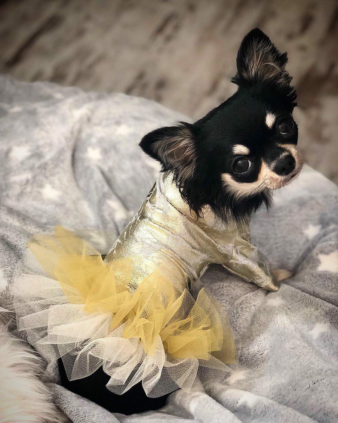 Sukienka dla psa  - yorka, chihuahua, maltańczyka | złota LALA zdjęcie 2