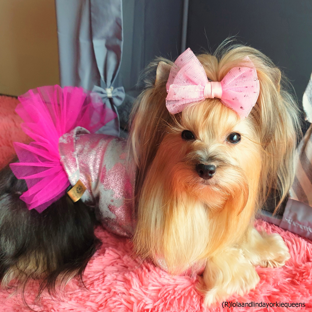 Sukienka dla Yorka, Chihuahua, Maltańczyka - LALA różowa zdjęcie 4