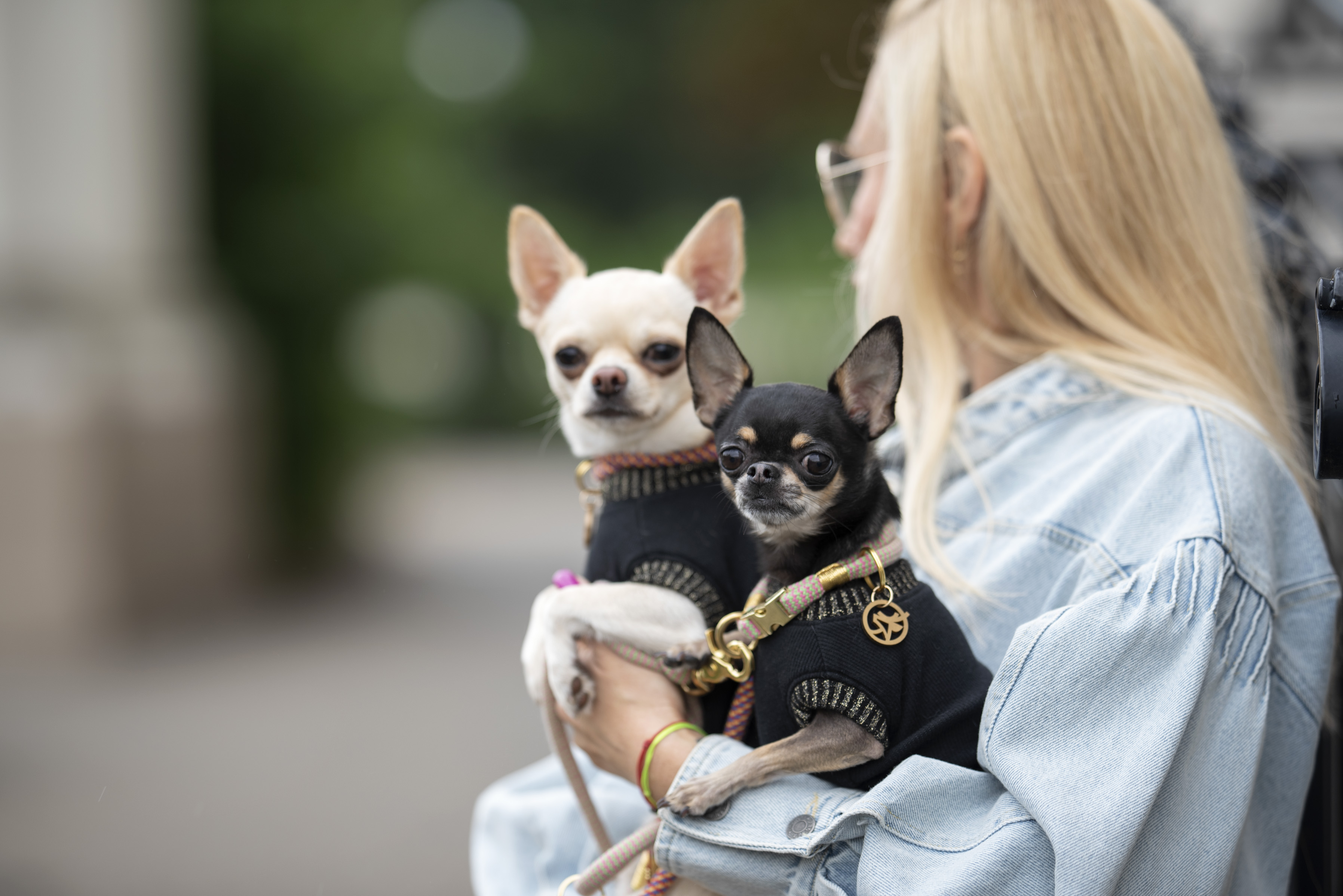 SAMPLE SALE -  CZARNA I BEŻOWA Bluzeczka dla małego psa - poza rozmiarem