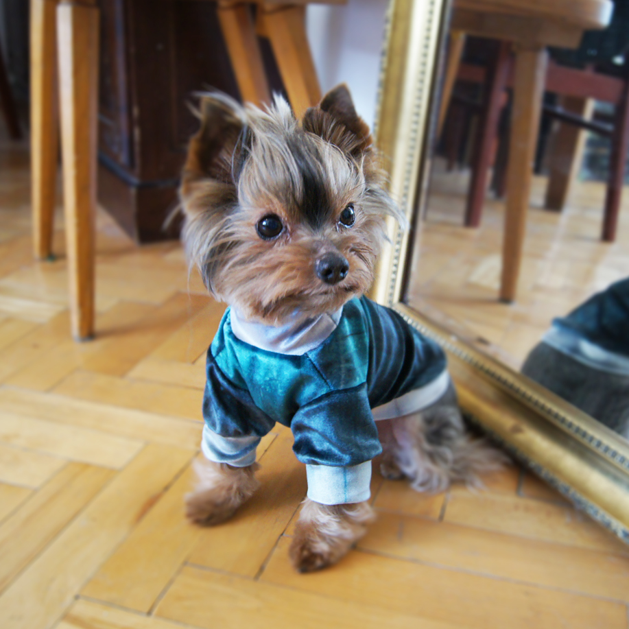 SAMPLE SALE - Bluza dla psa - M - | Happy Green zdjęcie 2
