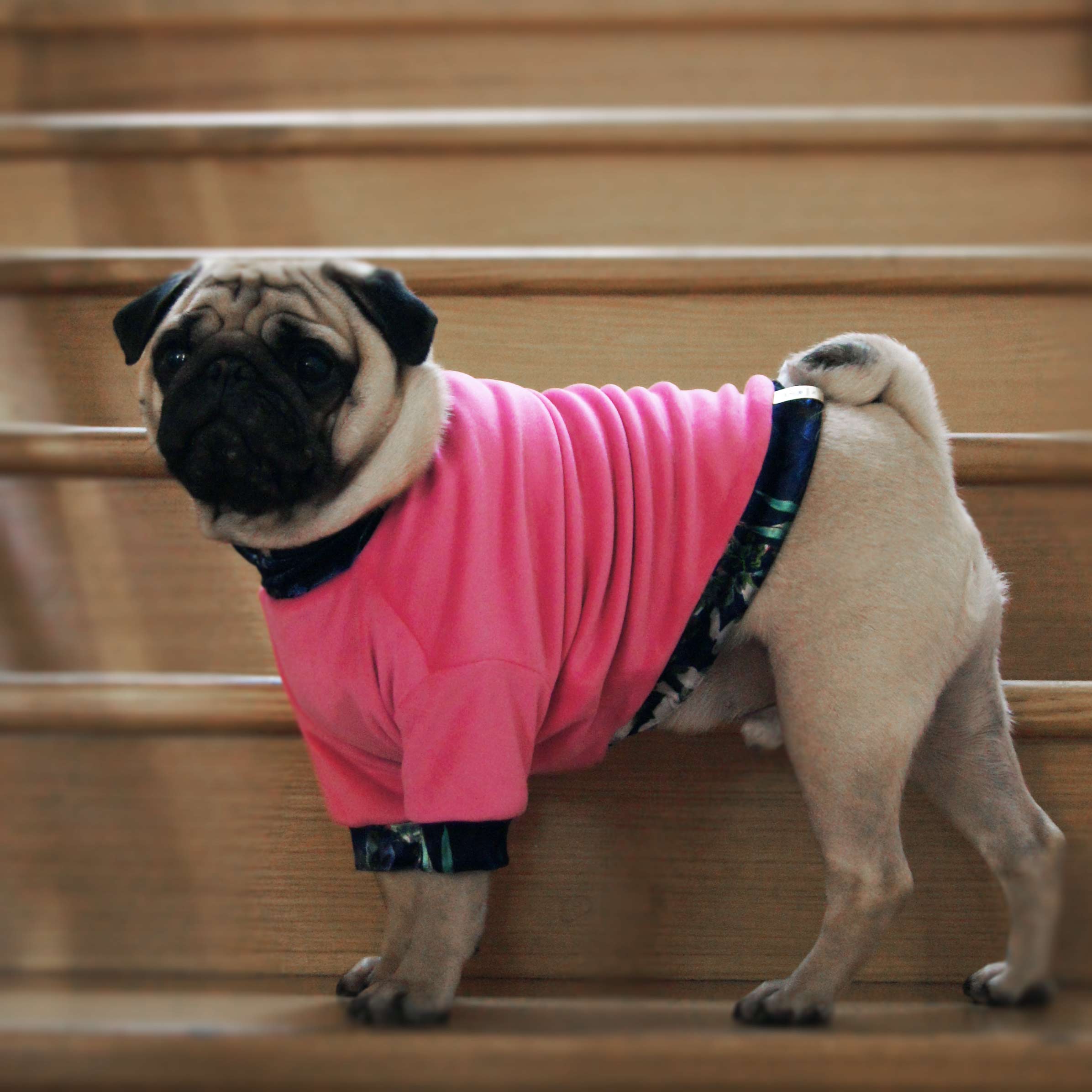 SAMPLE SALE - Welurowa bluza dla psa XXS i M | OUTLET zdjęcie 5