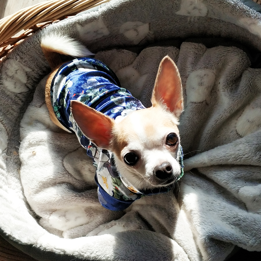 SAMPLE SALE - Welurowa bluza dla psa XXS i M | OUTLET zdjęcie 2
